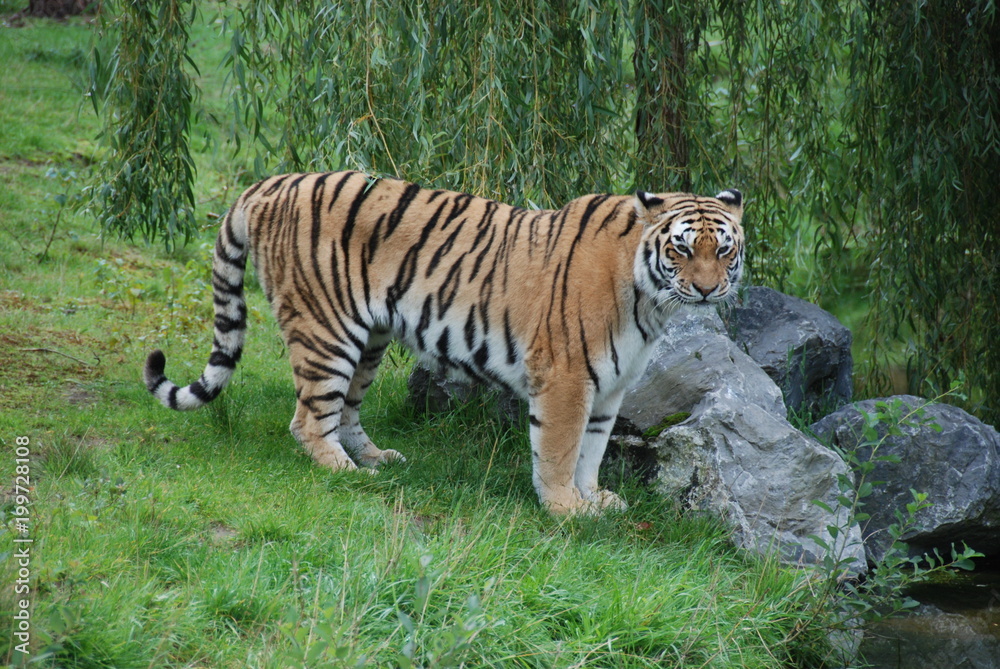 tiger cat zoo