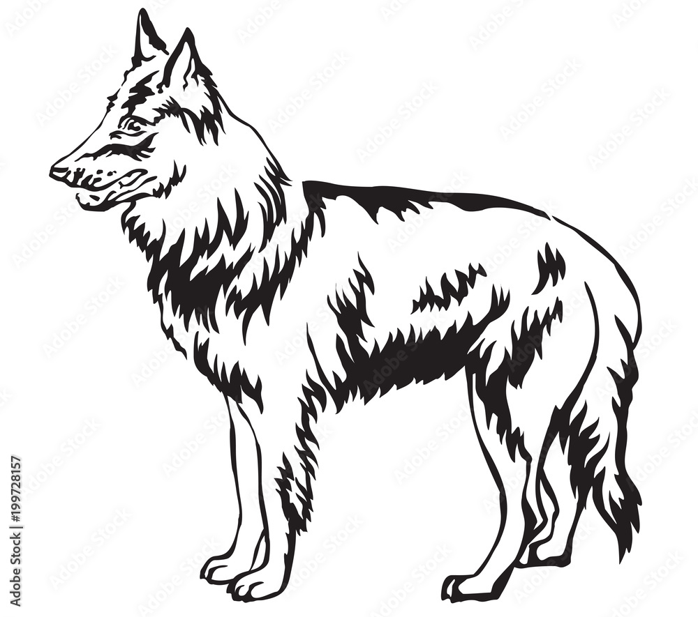 Naklejka premium Decorative standing portrait of Belgian Shepherd vector illustration