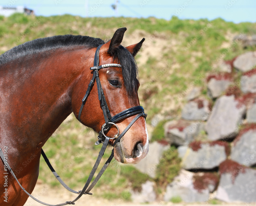 Fototapeta premium Freiberger, horse, Equus ferus caballus in portraits Close-up of neck and head, looking straight ahead..