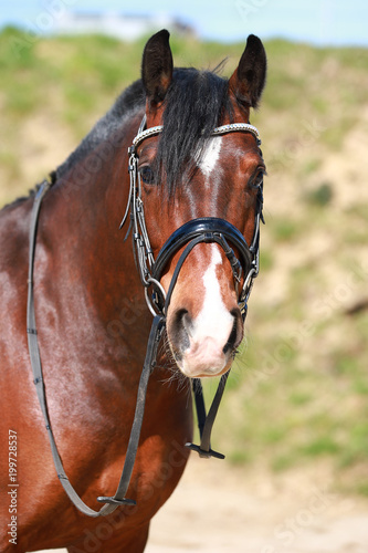 Horse, Freiberg (Equus ferus caballus) swiss draft horse, close-up head.. © RD-Fotografie