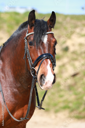 Horse, Freiberg (Equus ferus caballus) swiss draft horse, close-up head..