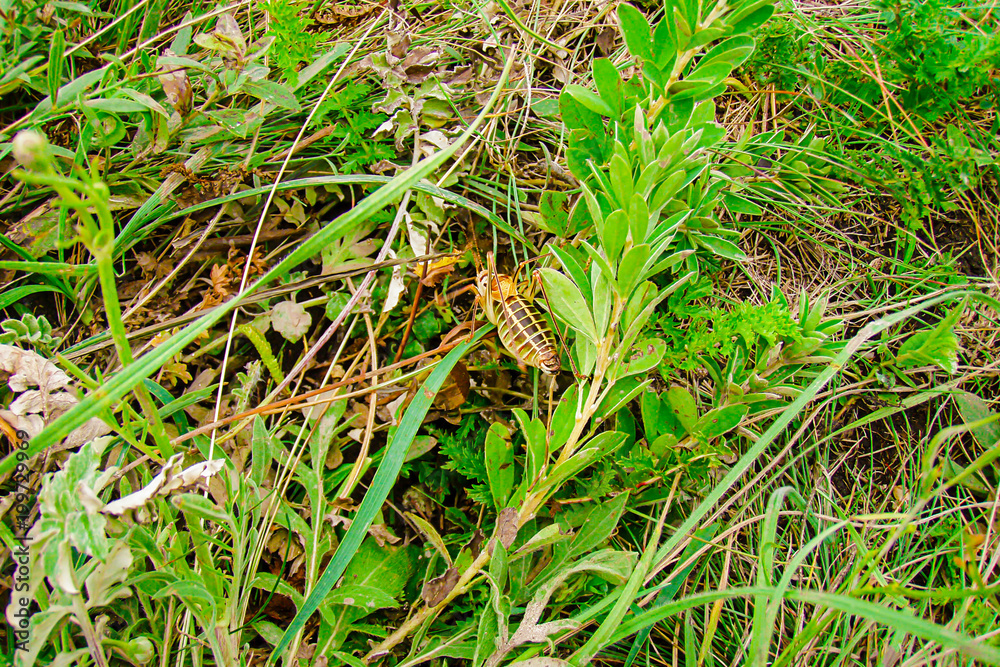 Grasshopper large brown with stripes on the back and long legs close-up on background of summer meadows Grasshopper large brown with stripes on the back and long legs close-up on background of summer meadows