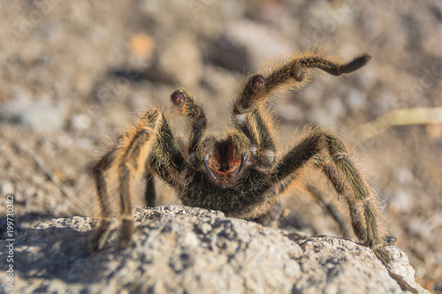 tarantula chilena, araña pollito