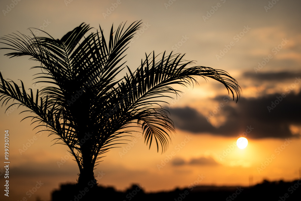 Palm and sunset