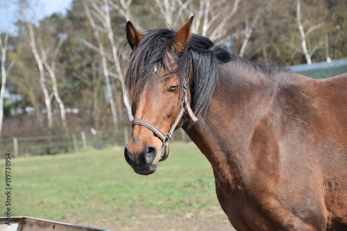Close-up of an adult brown horse with its crest shining in the sun