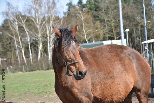Close-up of an adult brown horse with its crest shining in the sun