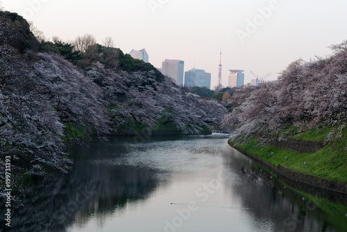 Japanese sakura