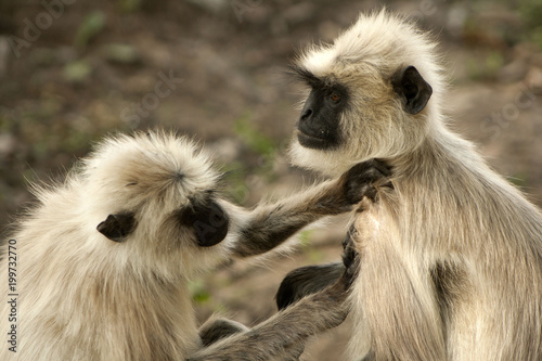 Hanumon langur, Presbitis entellus photo