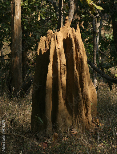 Termitiera, Indie, Kanha National Park
