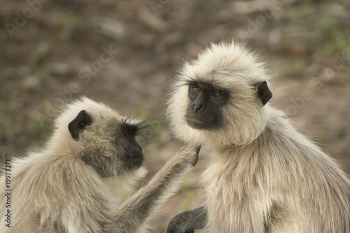 Hanumon langur, Presbitis entellus photo