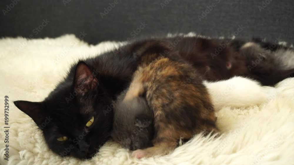 Little cute newborn kittens with mom laying on the sheep fur. Close Up. 4K Little cute newborn kittens with mom laying on the sheep fur. Close Up. 4K