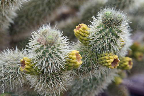 Closeup of cholla with buds