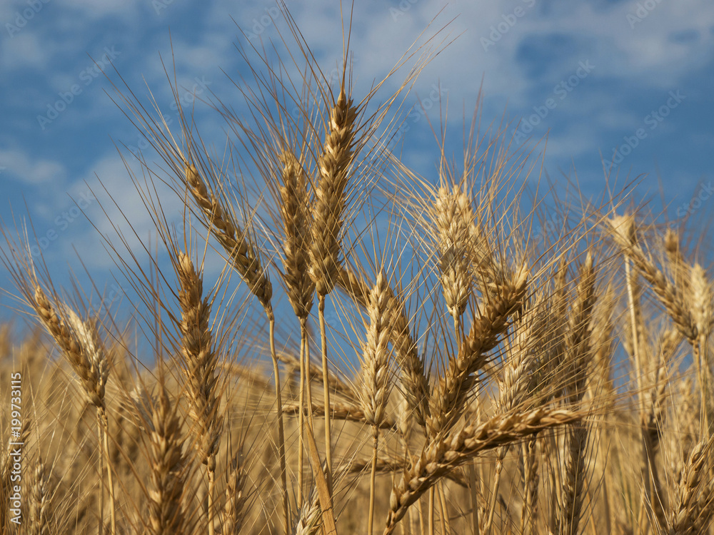 Wheat field Wheat field