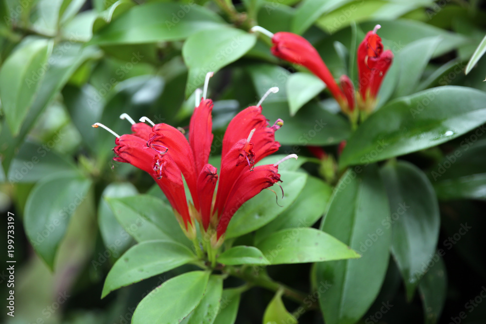 Aeschynanthus speciosus Aeschynanthus speciosus