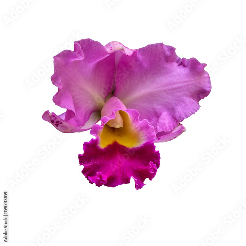 Orchid is a kind of plant with beautiful flower on white background.