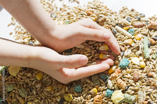 children's hands with a handful of grain