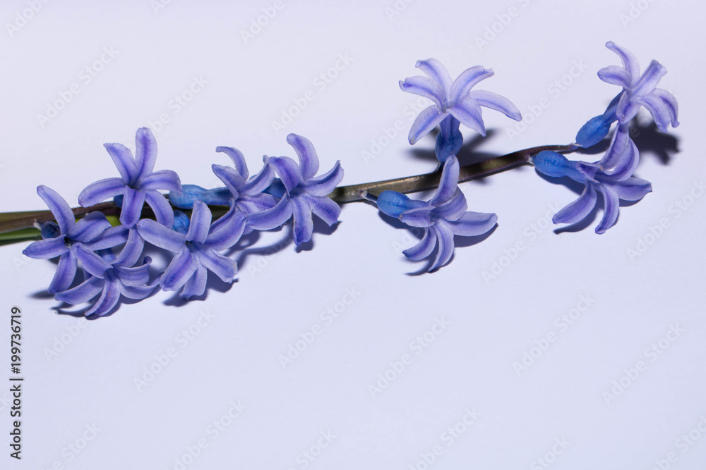 Hyacinths and spring