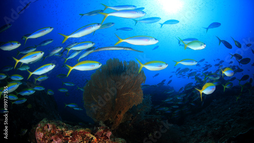 Fish on coral reef