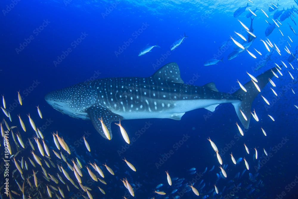 Fototapeta premium Whale Shark 