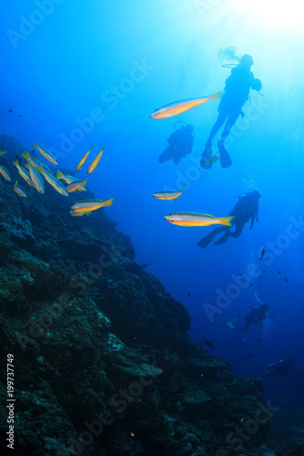Scuba diving coral reef and fish