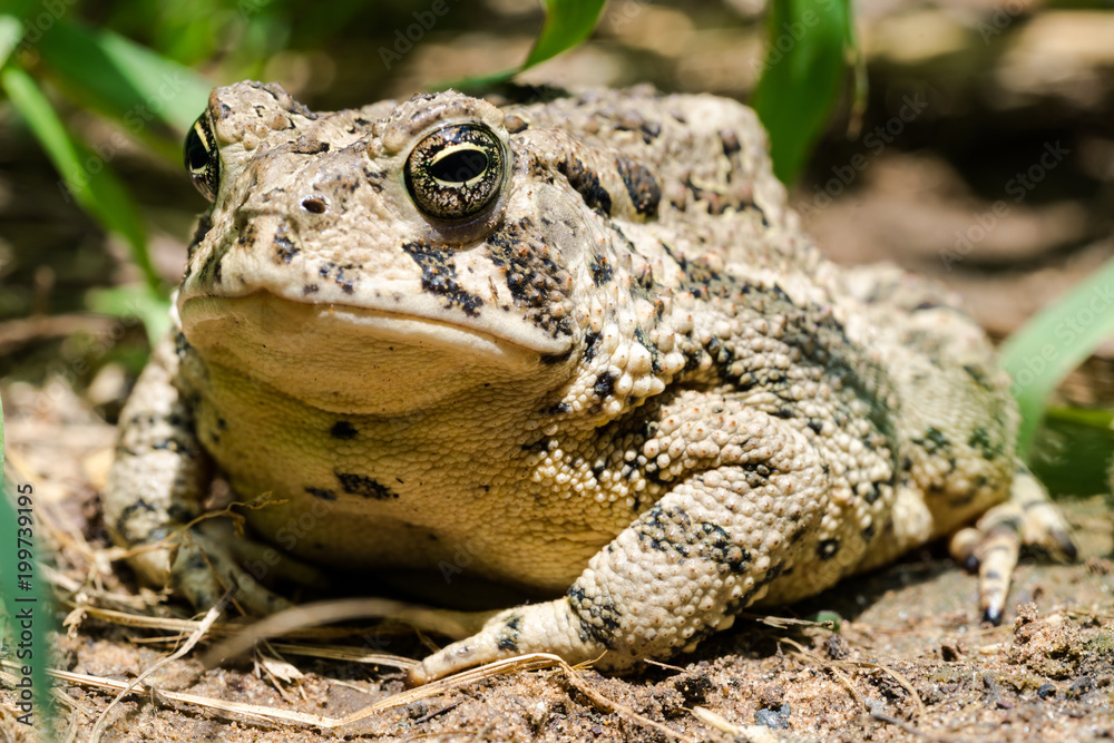 Fototapeta premium toad
