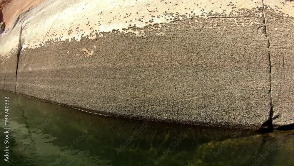 Invasive Quagga and Zebra Mussels Attached to Cliff in Lake Powell Utah