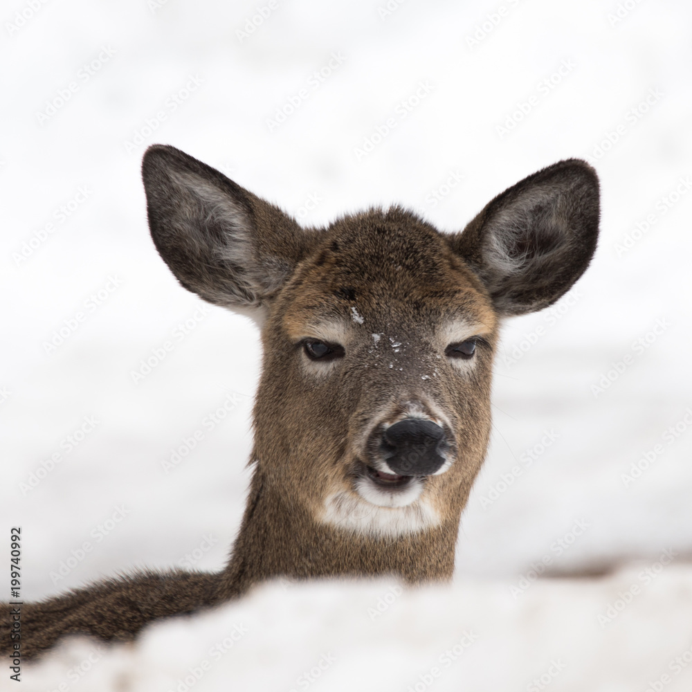 Whitetail deer in the snow making a funny face Whitetail deer in the snow making a funny face