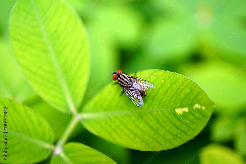 A fly hanging on edge of the leaf A fly hanging on edge of the leaf