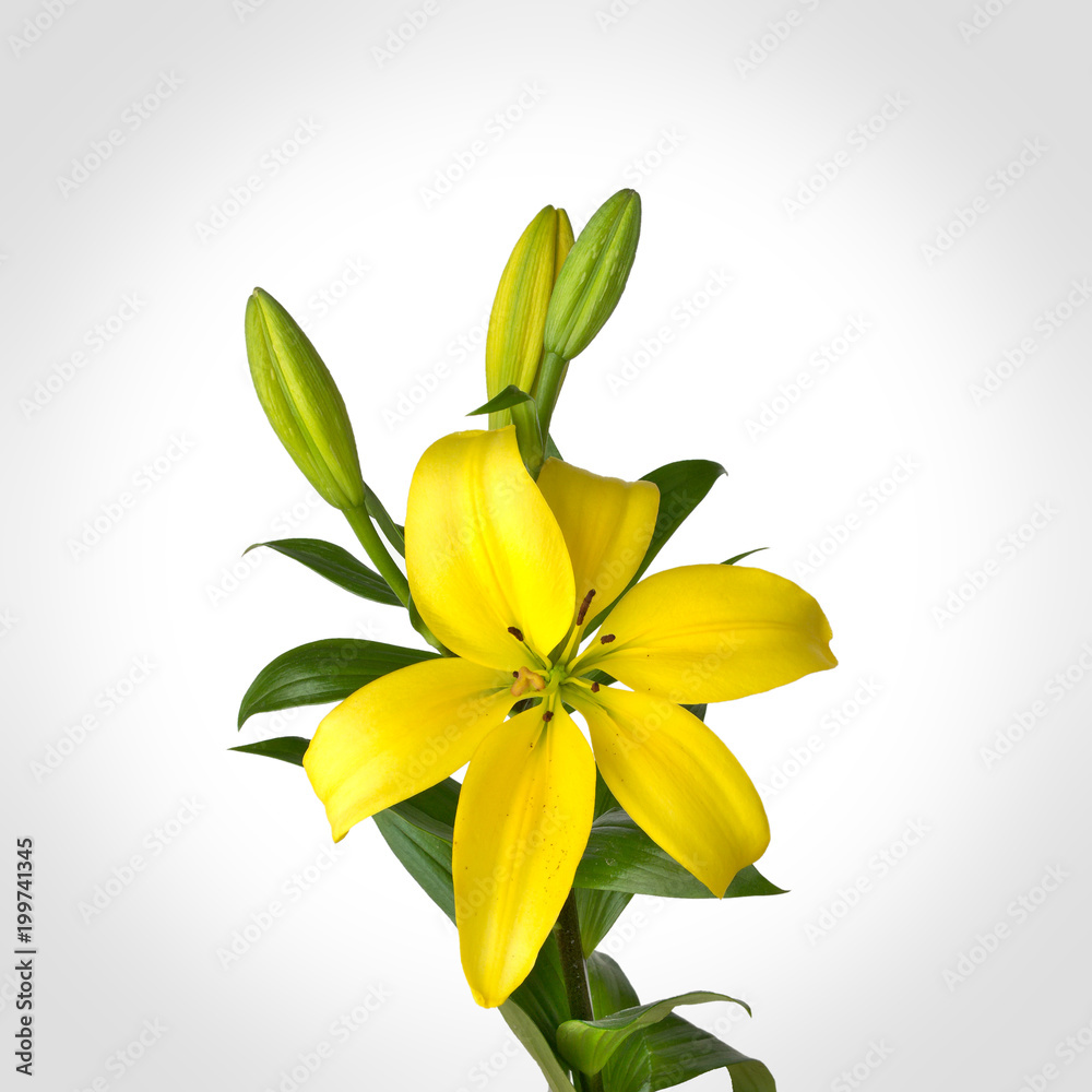 Yellow Lily, Hemerocallis Lilium bulbiferum, lillies on white background