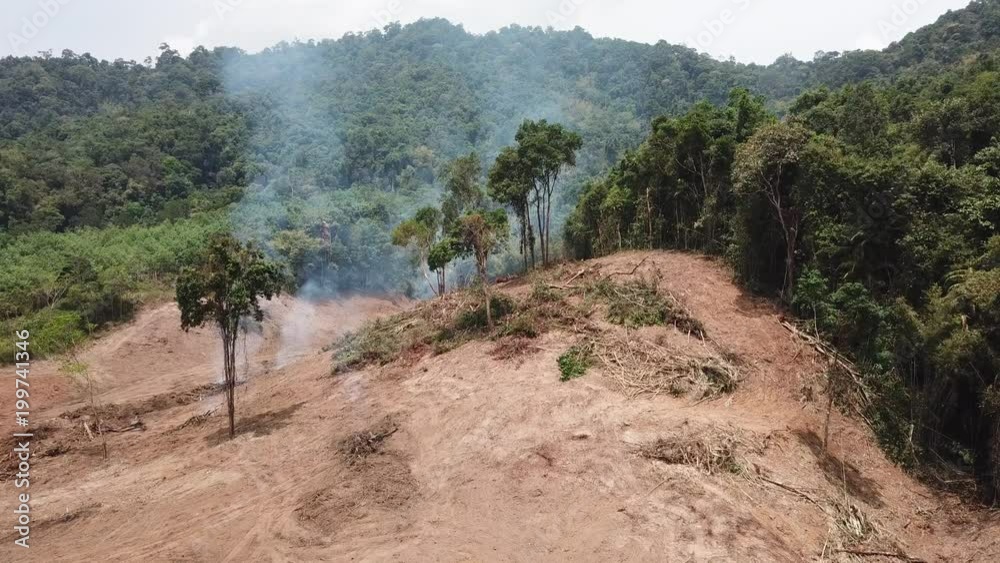 Deforestation. Rainforest environment destroyed Deforestation. Rainforest environment destroyed