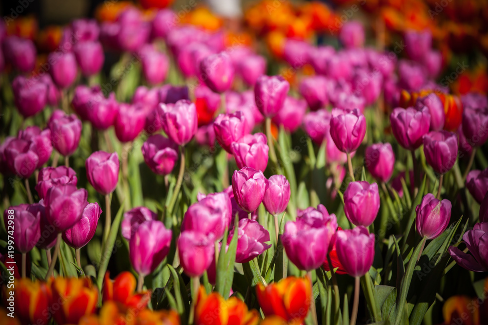 Tulips in the garden at the morning.