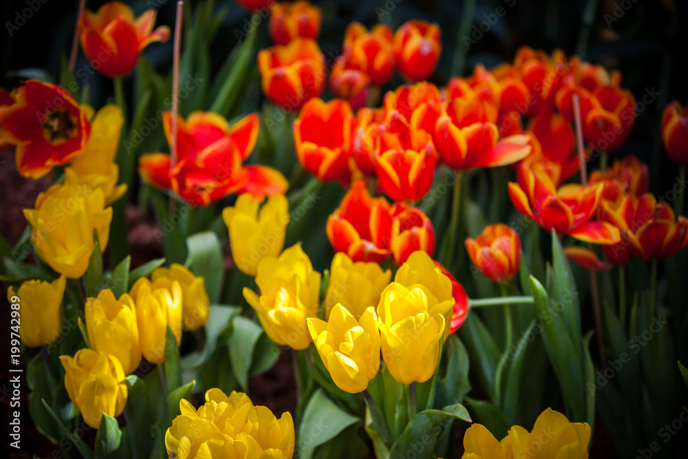 Tulips in the garden at the morning. Tulips in the garden at the morning.