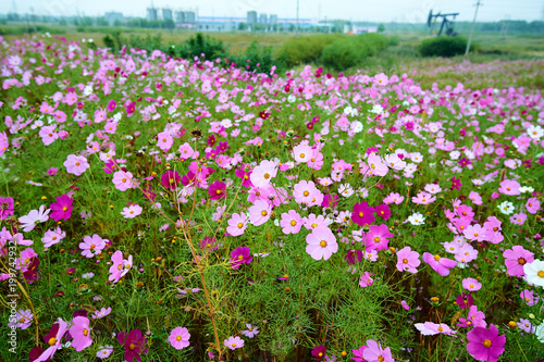 The beautiful october - cosmos is in full bloom. © 孝通 葛
