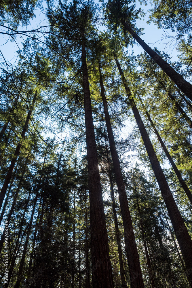 Fototapeta premium tall trees in the forest under the blue sky