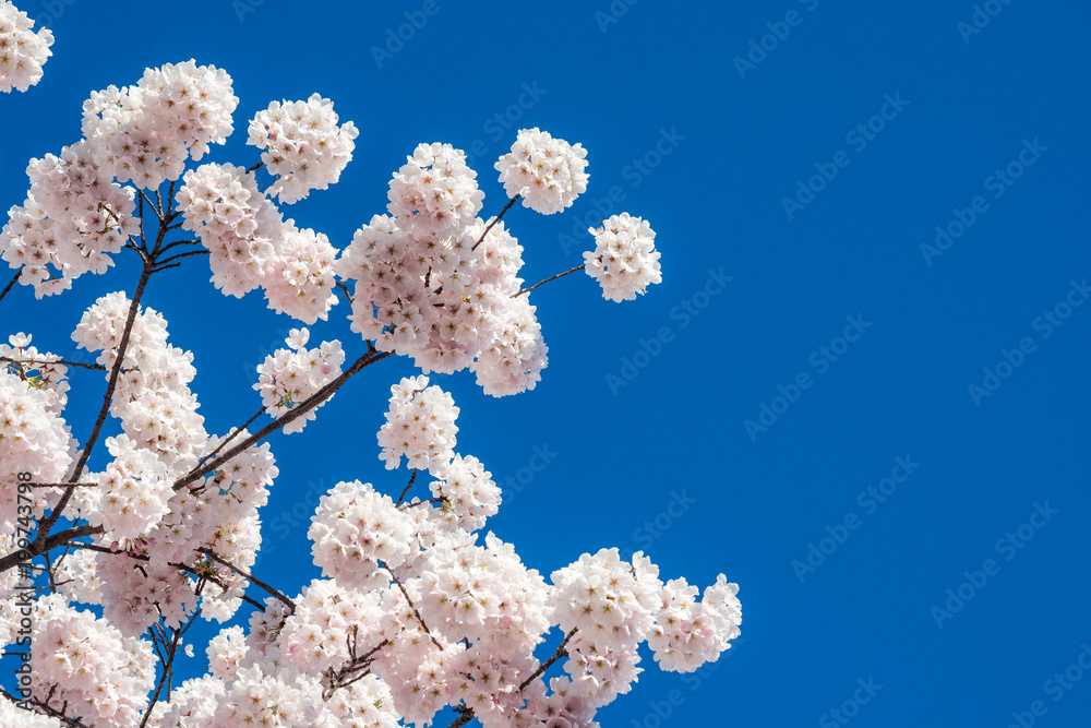 light pink sakura flower against blue clear sky light pink sakura flower against blue clear sky