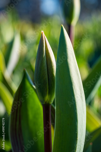 green tulip flower buds in the field under the sun