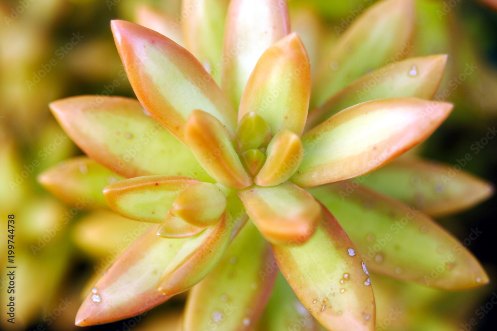 Sedum 'nussbaumeranum' close-up Sedum 'nussbaumeranum' close-up