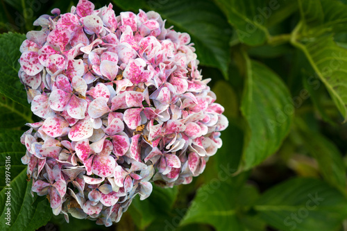 Pink and White Hydrangea Flowers