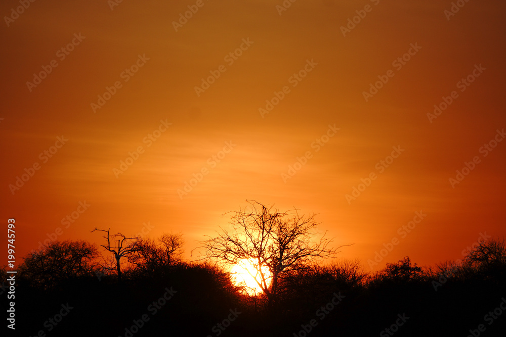 sunset at kruger national park - south africa - safari