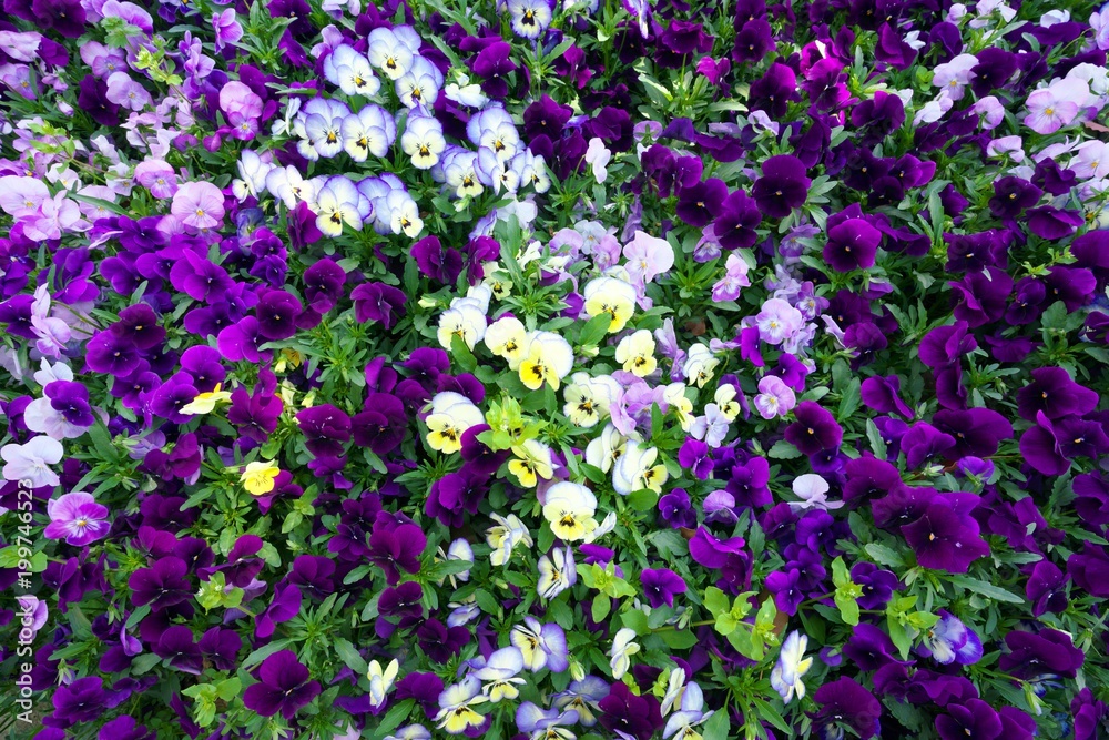 Tokyo, Japan-April 8, 2018: Flower carpet of pansies. Meadow with colorful violas.