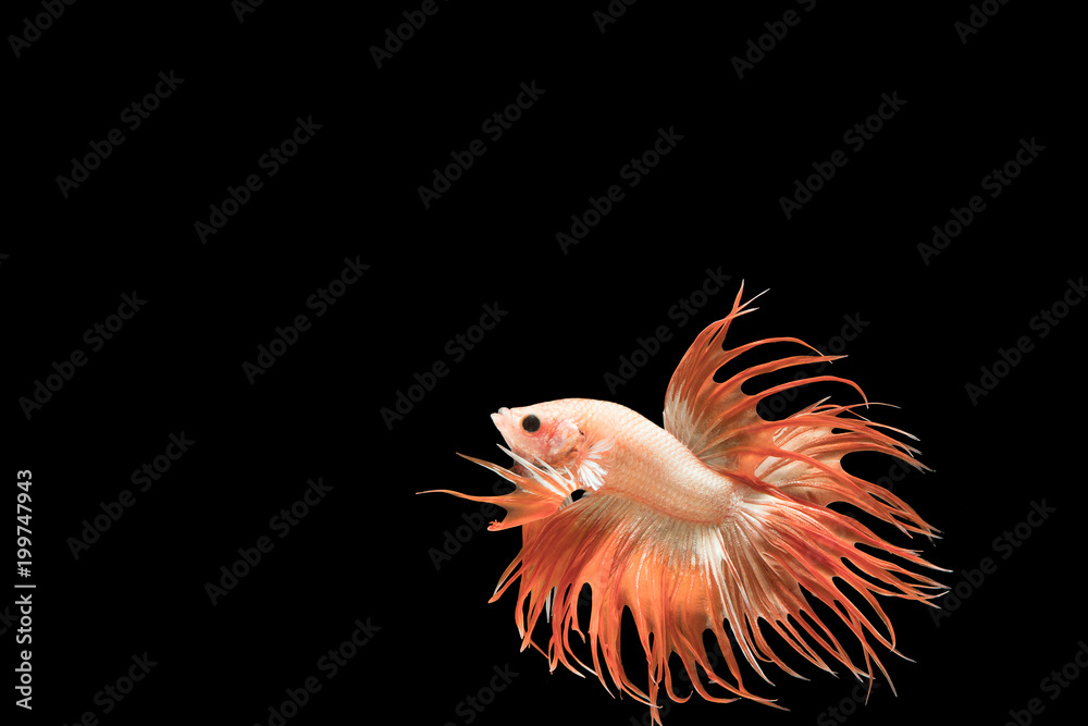 Obraz premium closeup beautiful siam betta fish on black background, Siammese Fighting Fish