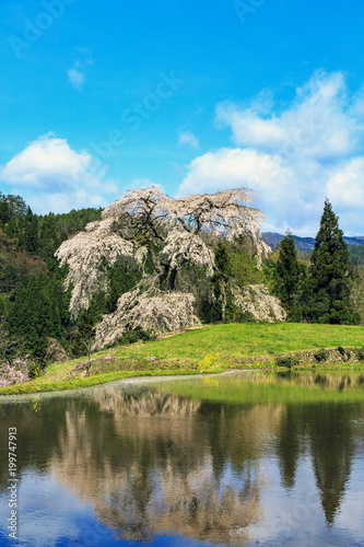 与一野しだれ桜