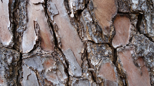 Close up view of Torrey Pine bark (Pinus Torreyana)