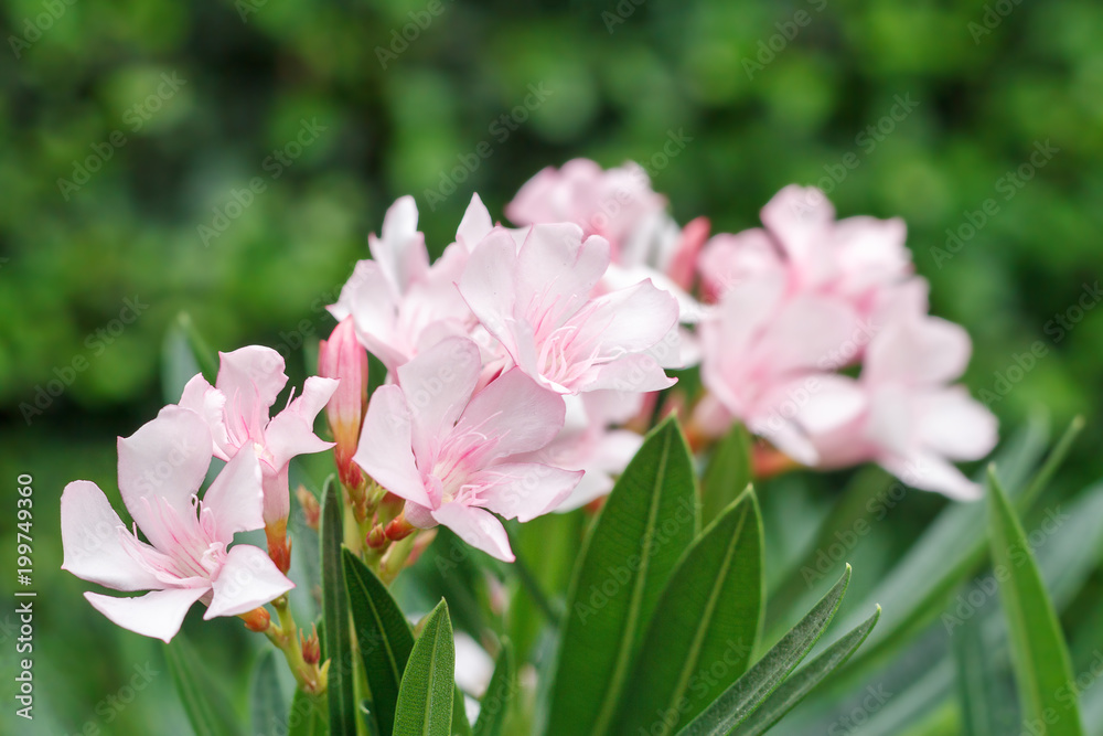 pink sweet oleander flower 