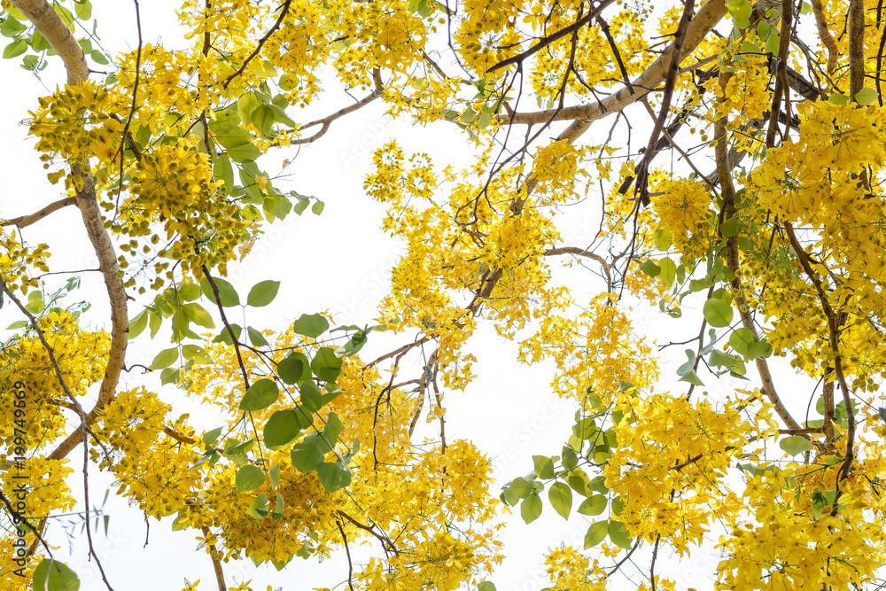Fototapeta premium Yellow Golden Shower or Cassia Fistula