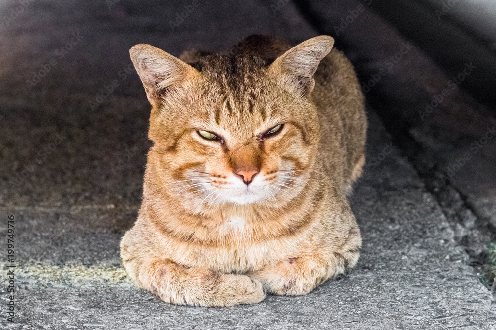 Feed food street cat isolate on background,front view from the top, technical cost-up.