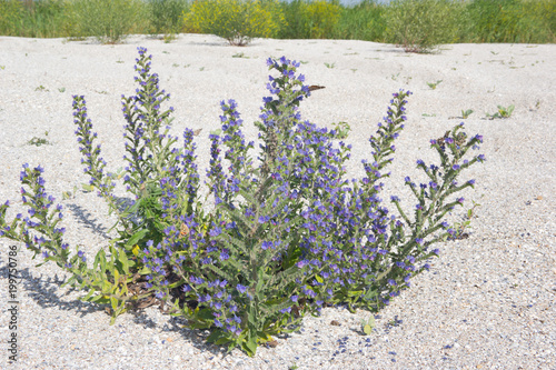 Flowering Echium on the sandy shore. Echium is a genus of flowering plant in the family Boraginaceae. photo