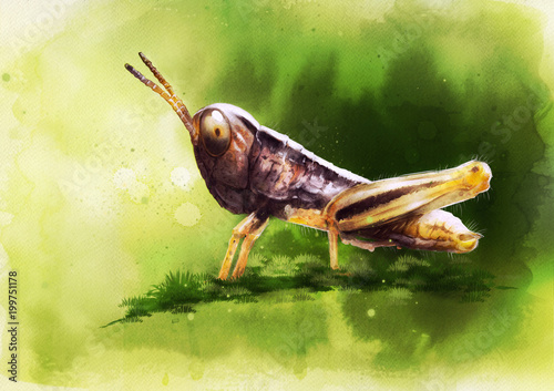 Digital Painting Grasshopper watercolor style  illustration  photo