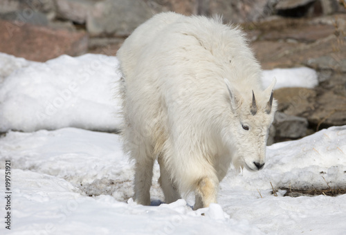 Снежная коза или горная коза. Rocky moumtain goat.
Она ловко поднимается на отвесные скалы скалистых гор.