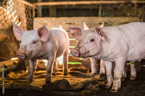 Little piglet inside of animal breeding farm © themorningglory